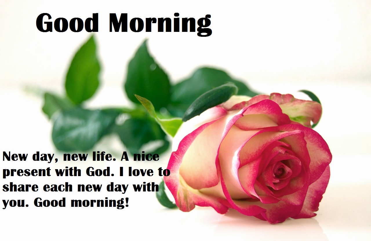 Beautiful good morning images with flowers free download - SharetTumb
