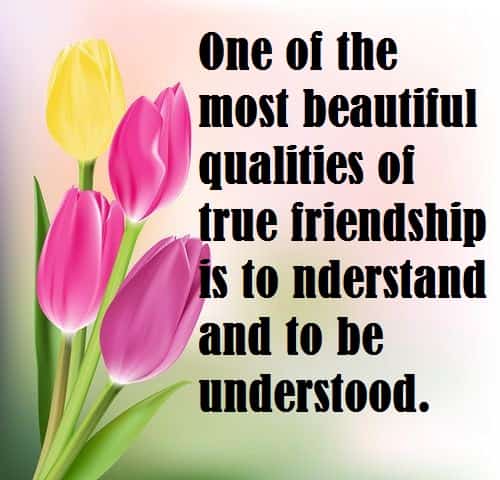 tulips-flowers-with-birthday-quotes